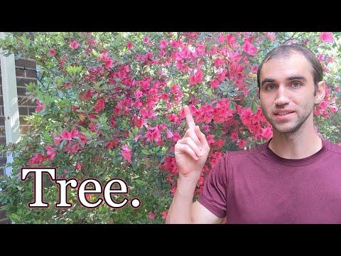 Making a Natural Fence by Propagating Trees from Branches (the root ball method)