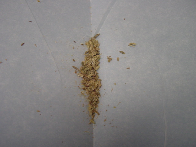 Mar fennel .JPG