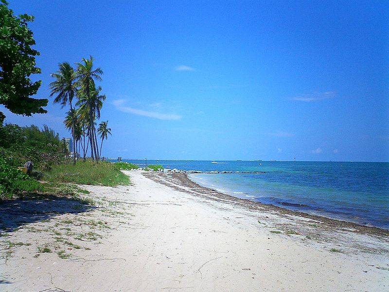 Miami-Beach-Coco-Trees-in-Evening.jpg