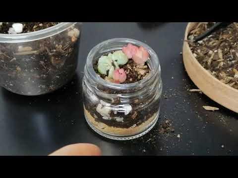 Mini succulent collage - Step 2: Planting the Succulents