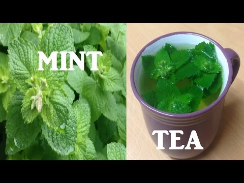 Mint tea fresh organic and healthy