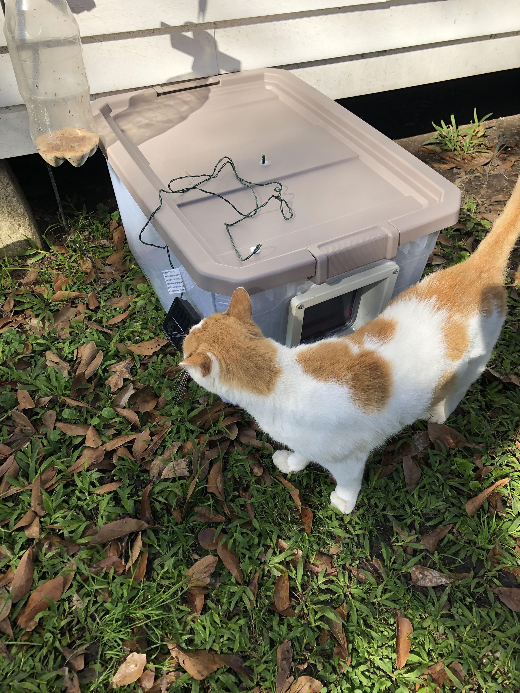 Minx By His Cat Box 1.JPG