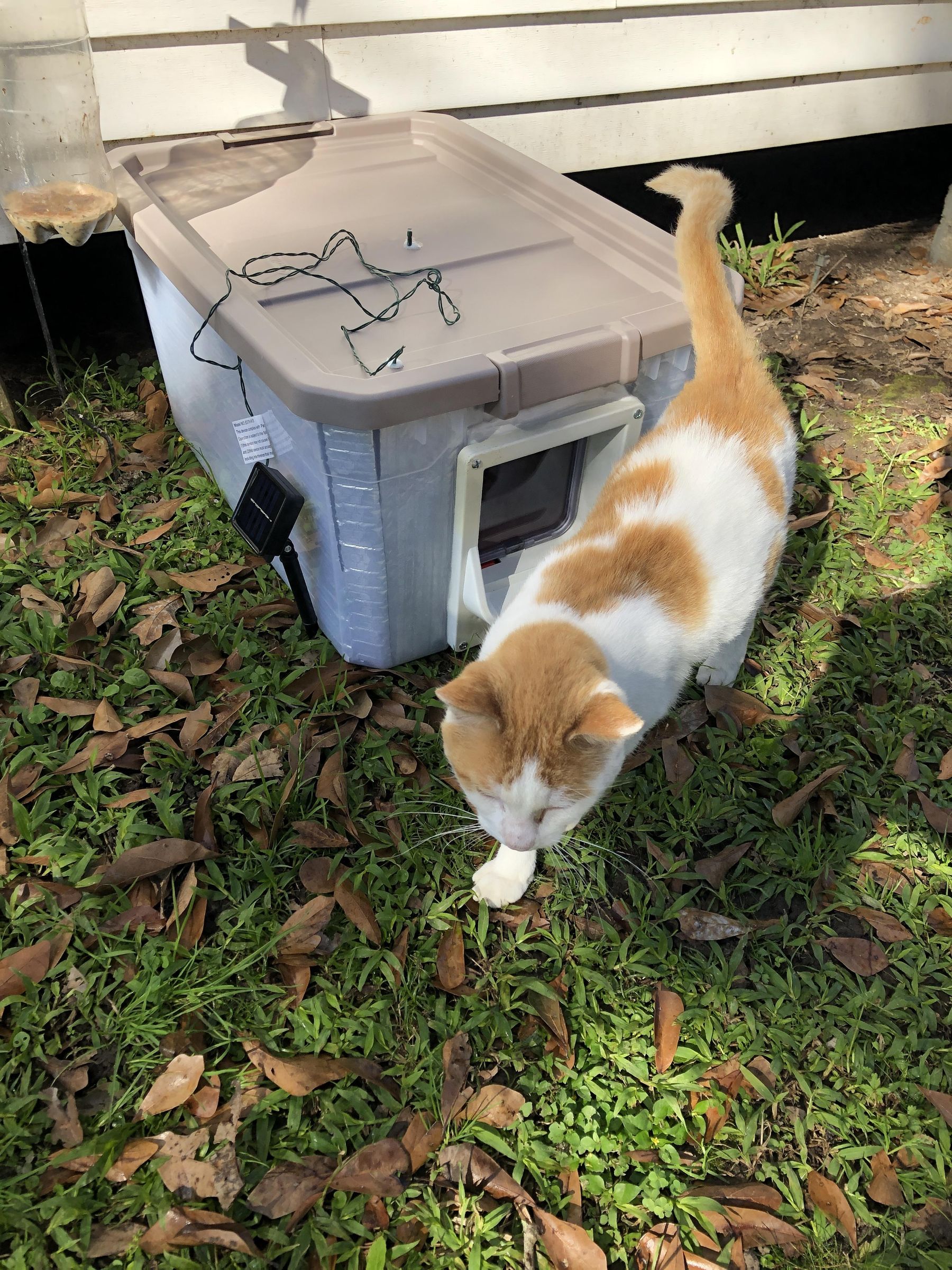 Minx By His Cat Box 2.JPG