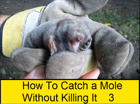 Mole.PNG