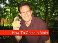 Mole.jpg