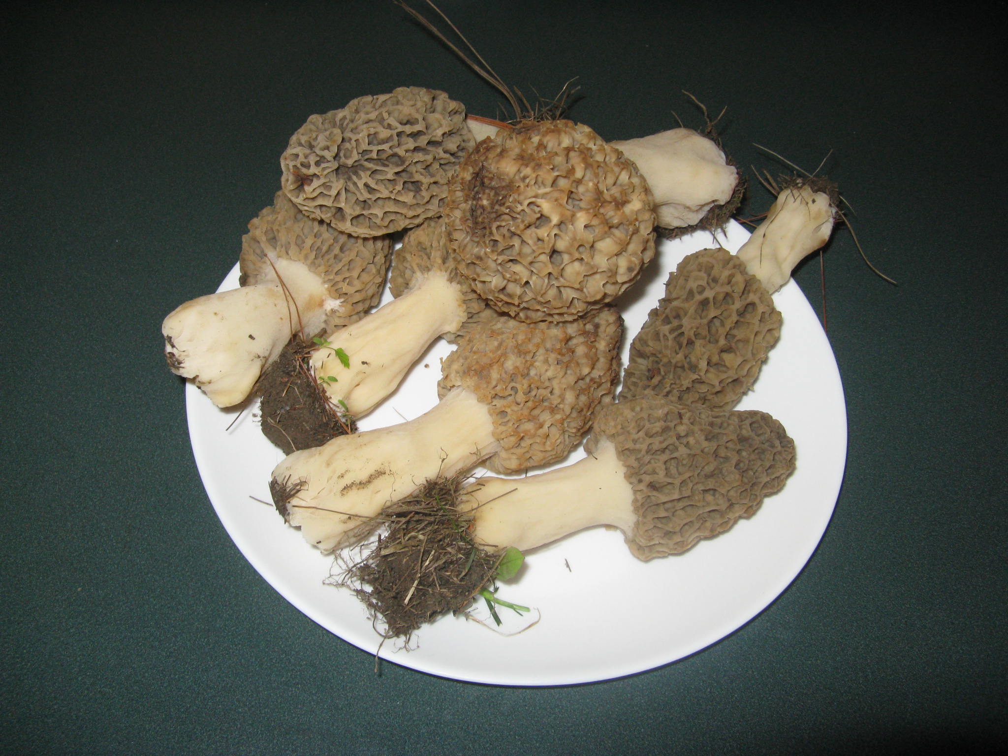 Morel 1b.JPG