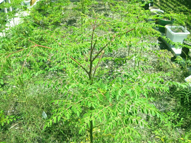 Moringa plant.jpg