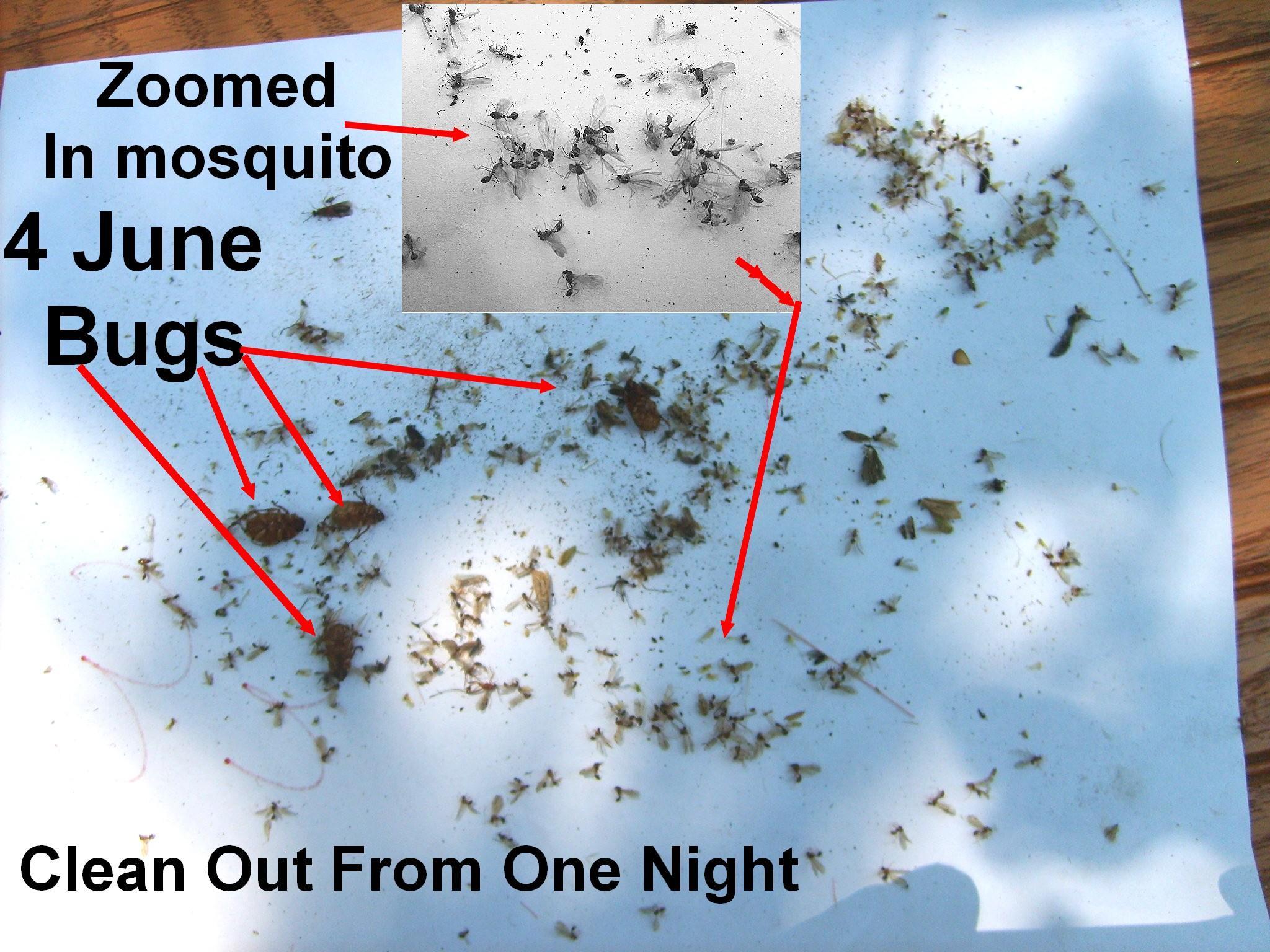 MosquitoeTraped.JPG