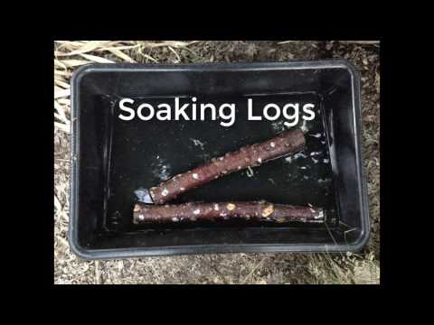 Mushroom Logs: Stacked, Soaked, Pinned