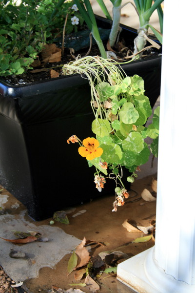 Nasturtiums.jpg