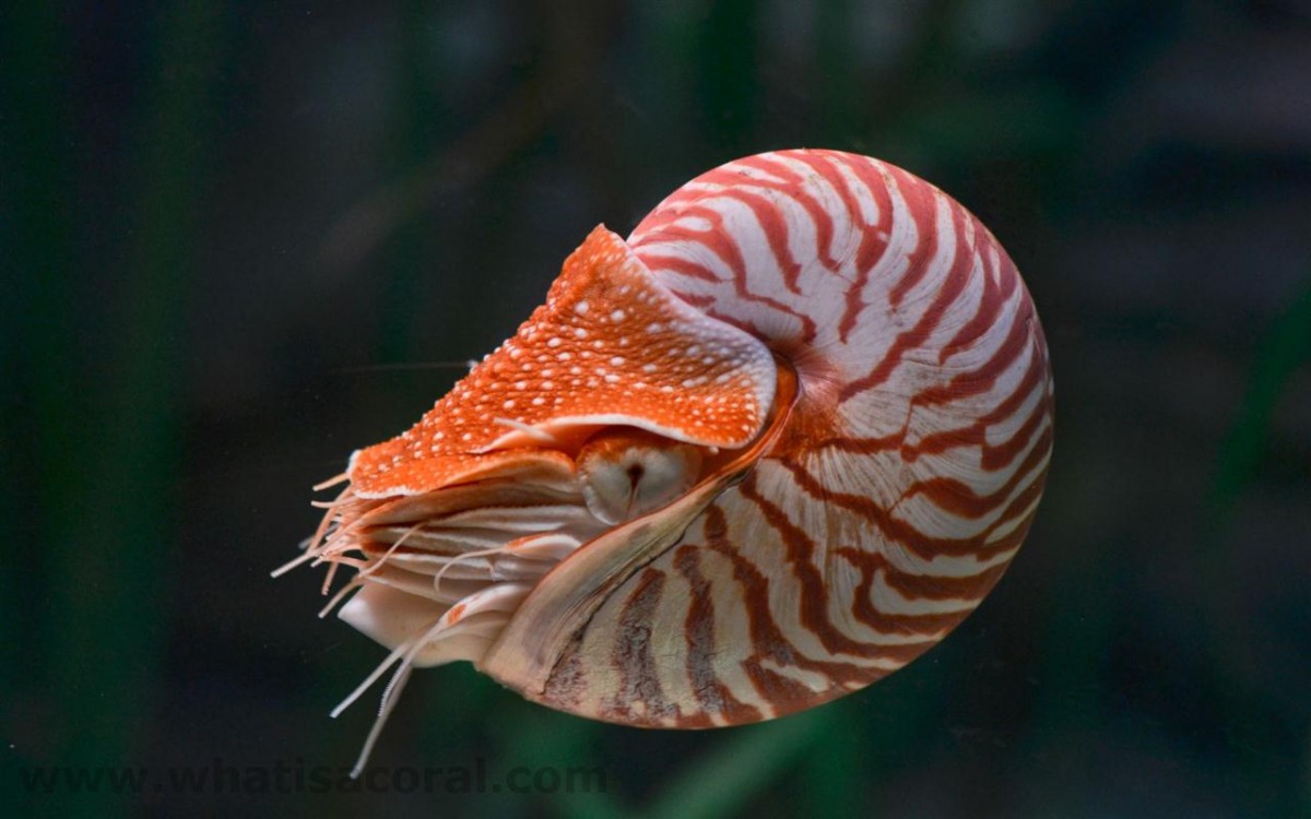 Nautilus-shell-1200x750.jpg