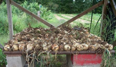 Onions%20Drying.jpg