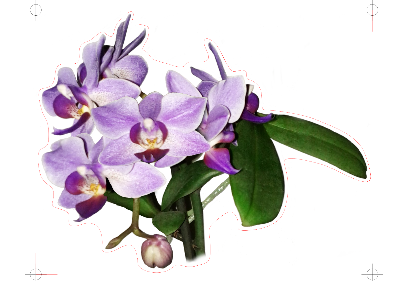 Orchidee.png