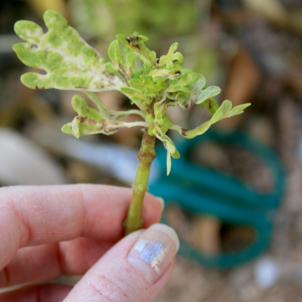 OverwinterCuttings.jpg
