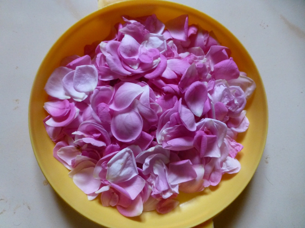 P1020744.JPG
