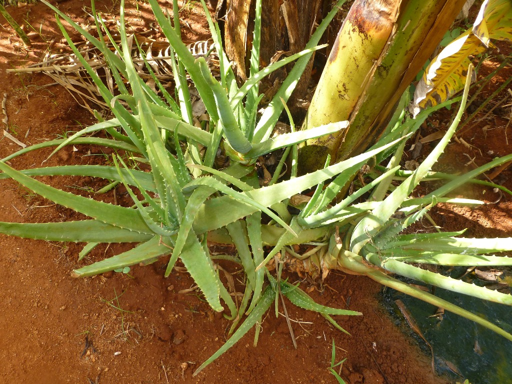 P1090200.JPG