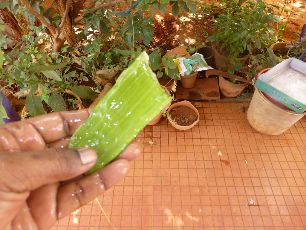 P1090209.JPG