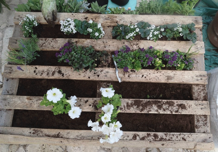 PALLET-instructable-still-planting02.gif