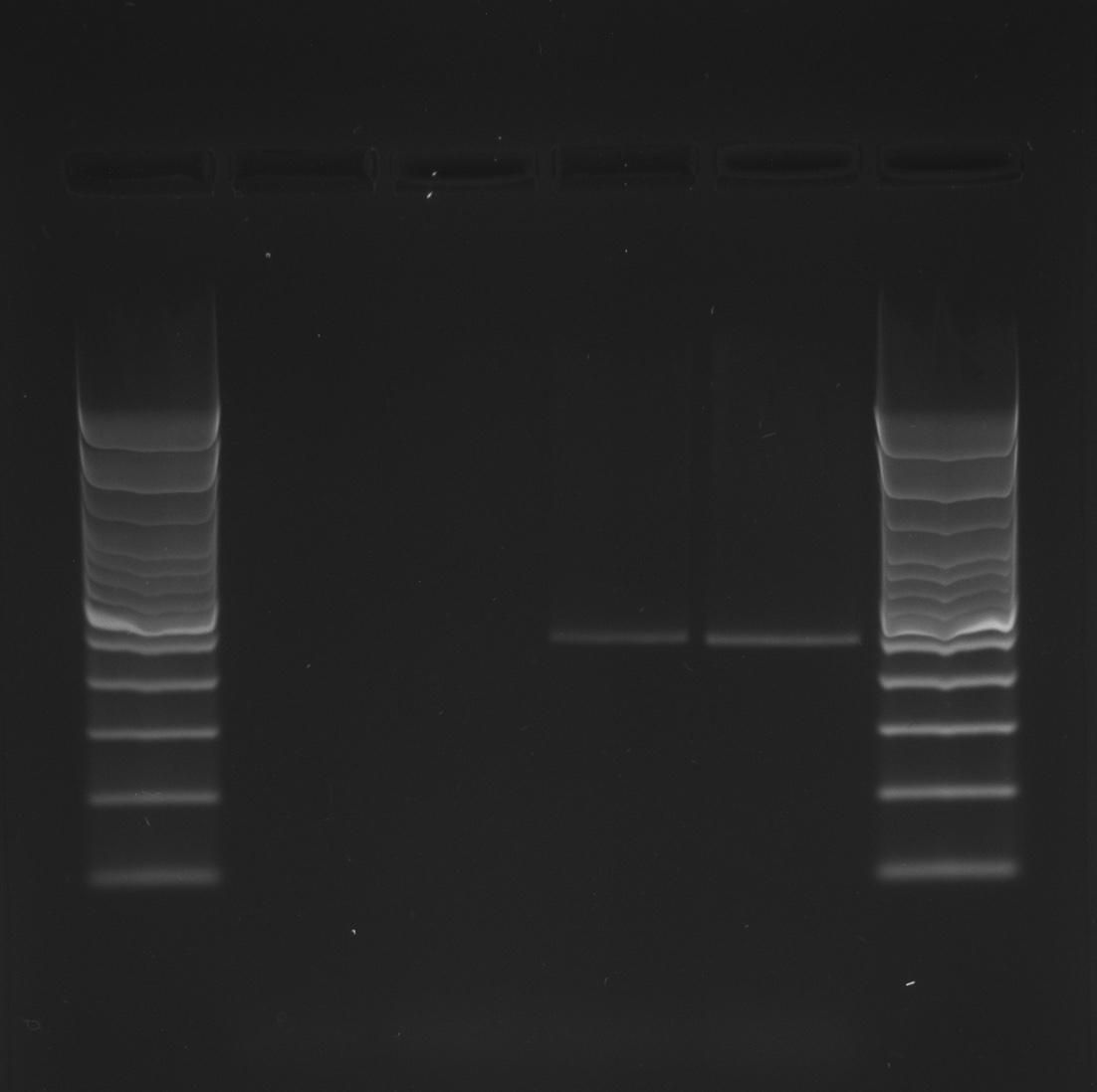 PCRGo_100626.jpg