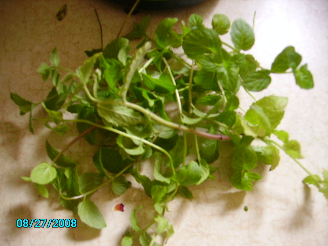 PICT0010.JPG