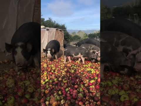 PP Apple Chomping Pigs