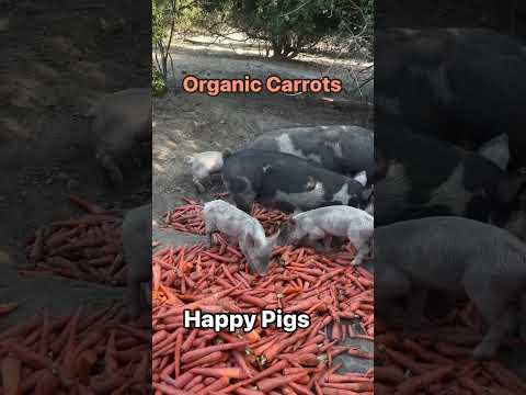 PP Pig out on carrots