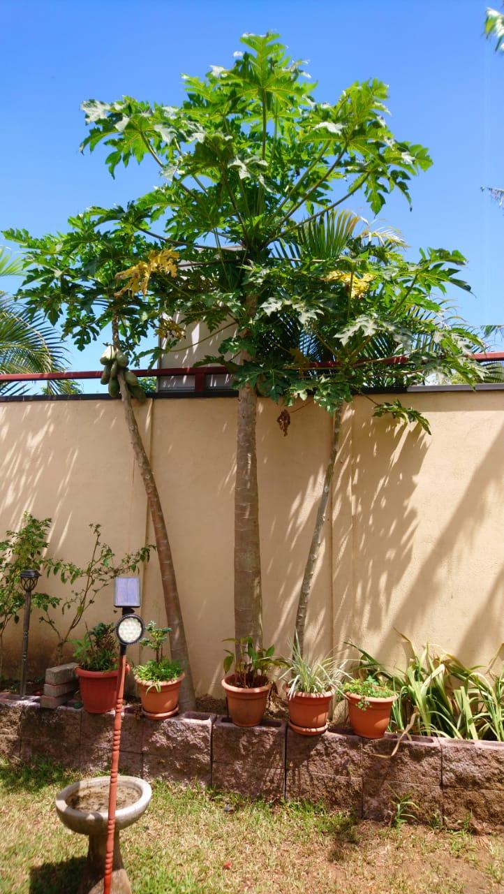 Papaya Trees.jpg