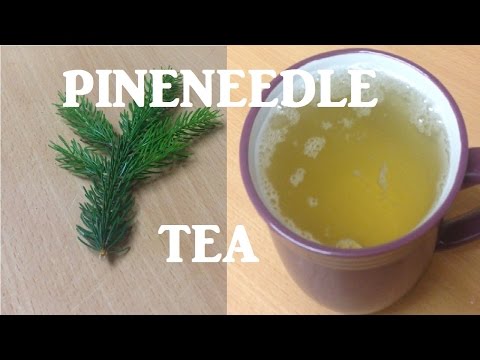 Pine Needle Tea