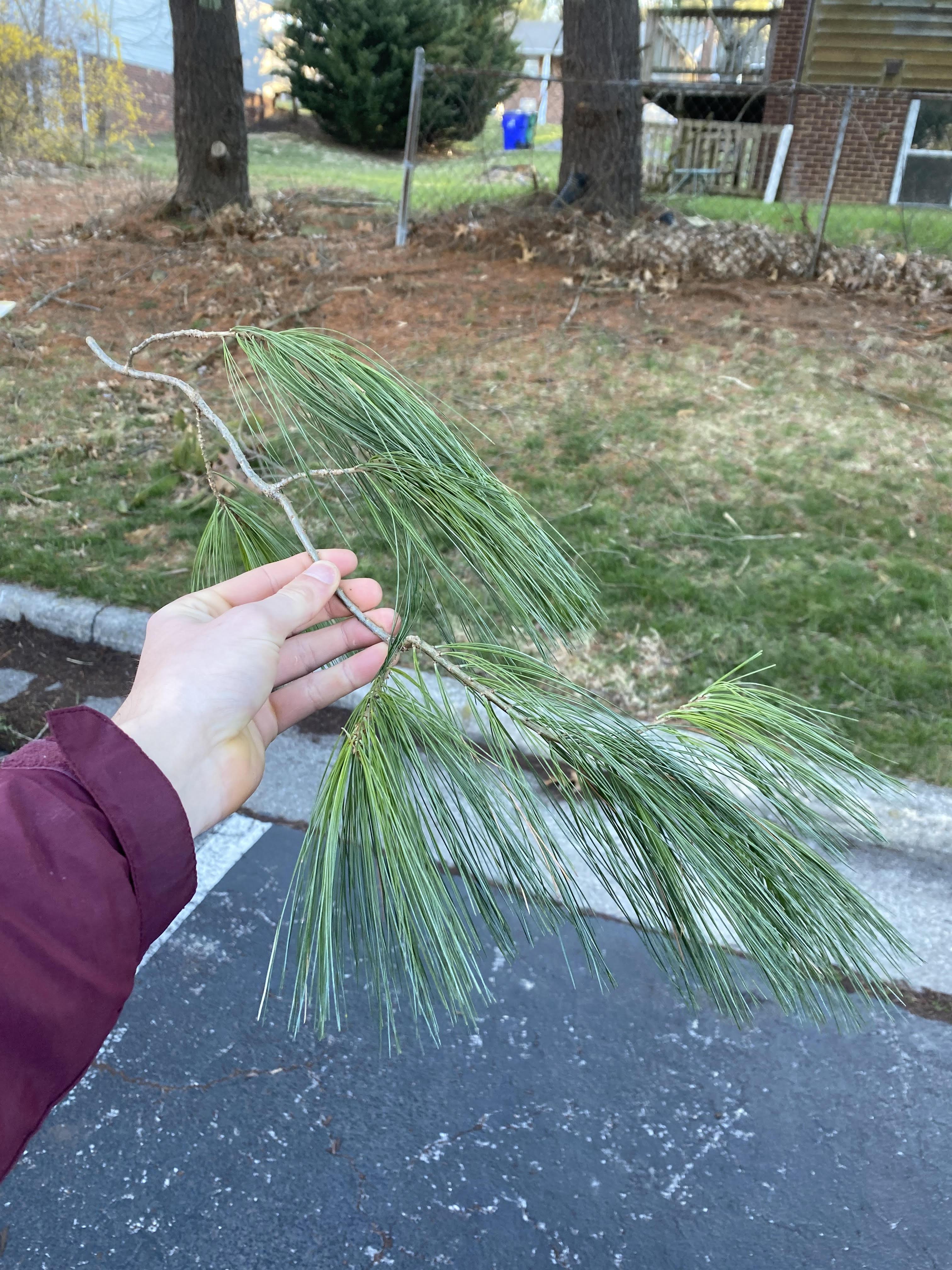 Pine Needle.jpg