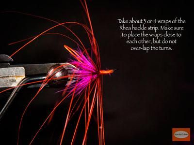 Pink-Rhea-Stinger-Squid-SBS-11.jpg