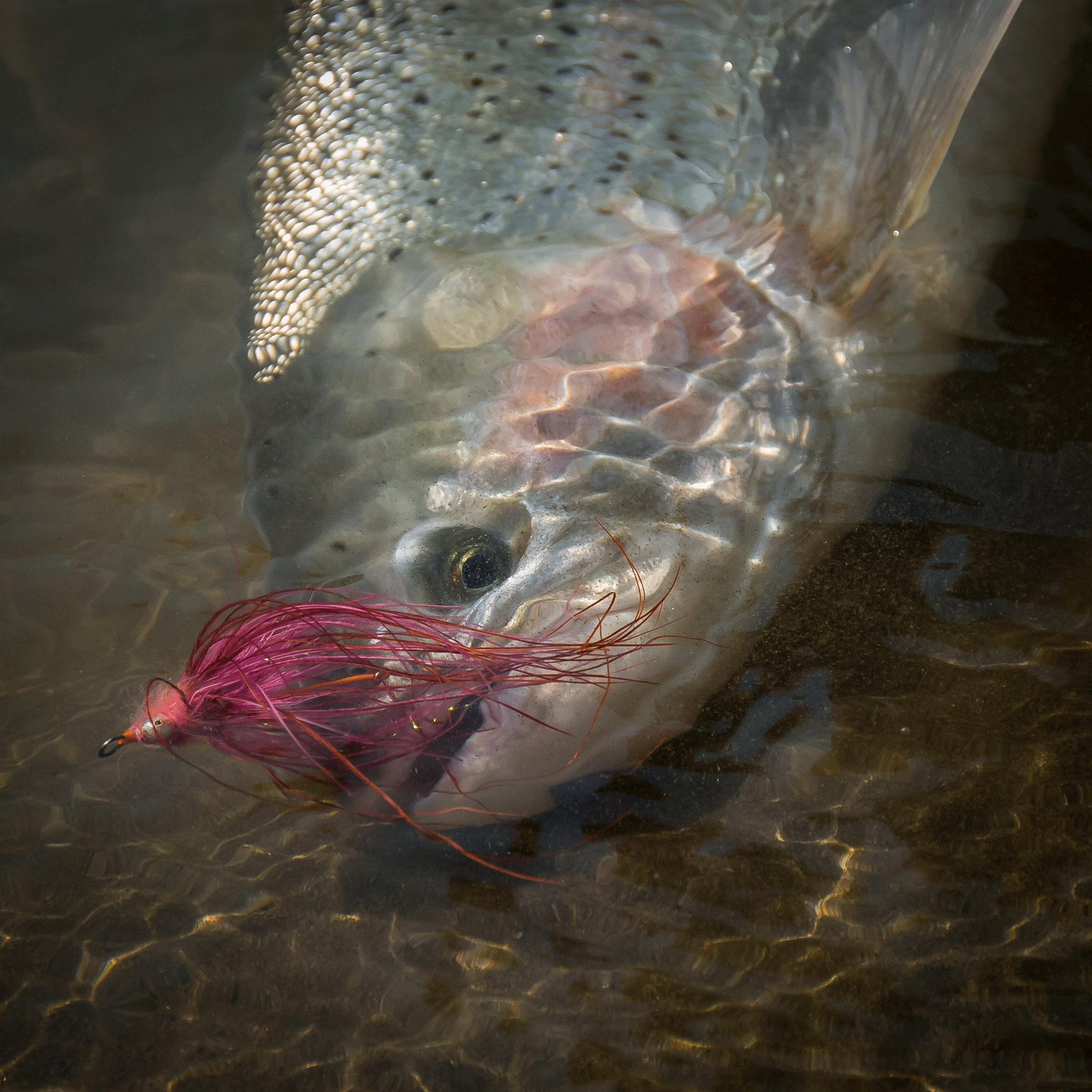 Pink-Spey-Stinger.gif