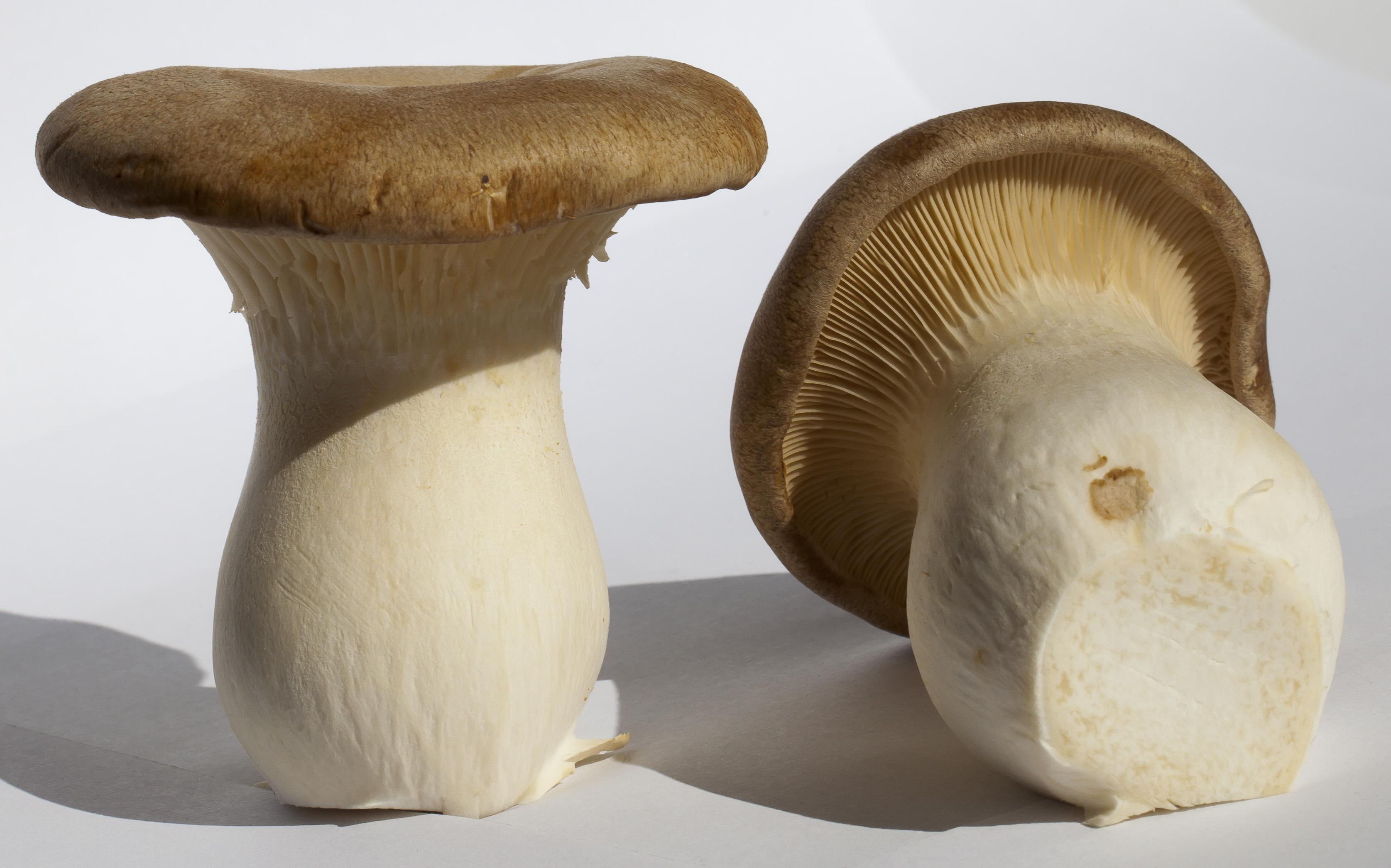 Pleurotus-eryngii.jpg