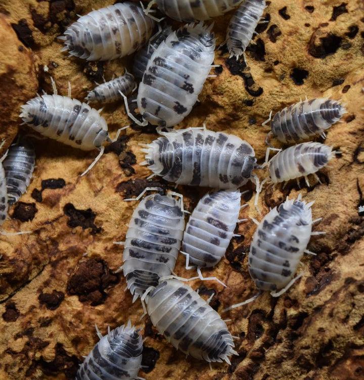 Porcellio-laevis-_Dairy-Cow_-Isopod_720x.jpg