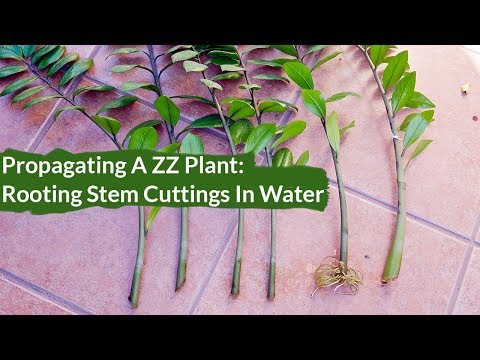 Propagating A ZZ Plant: Rooting Stem Cuttings In Water