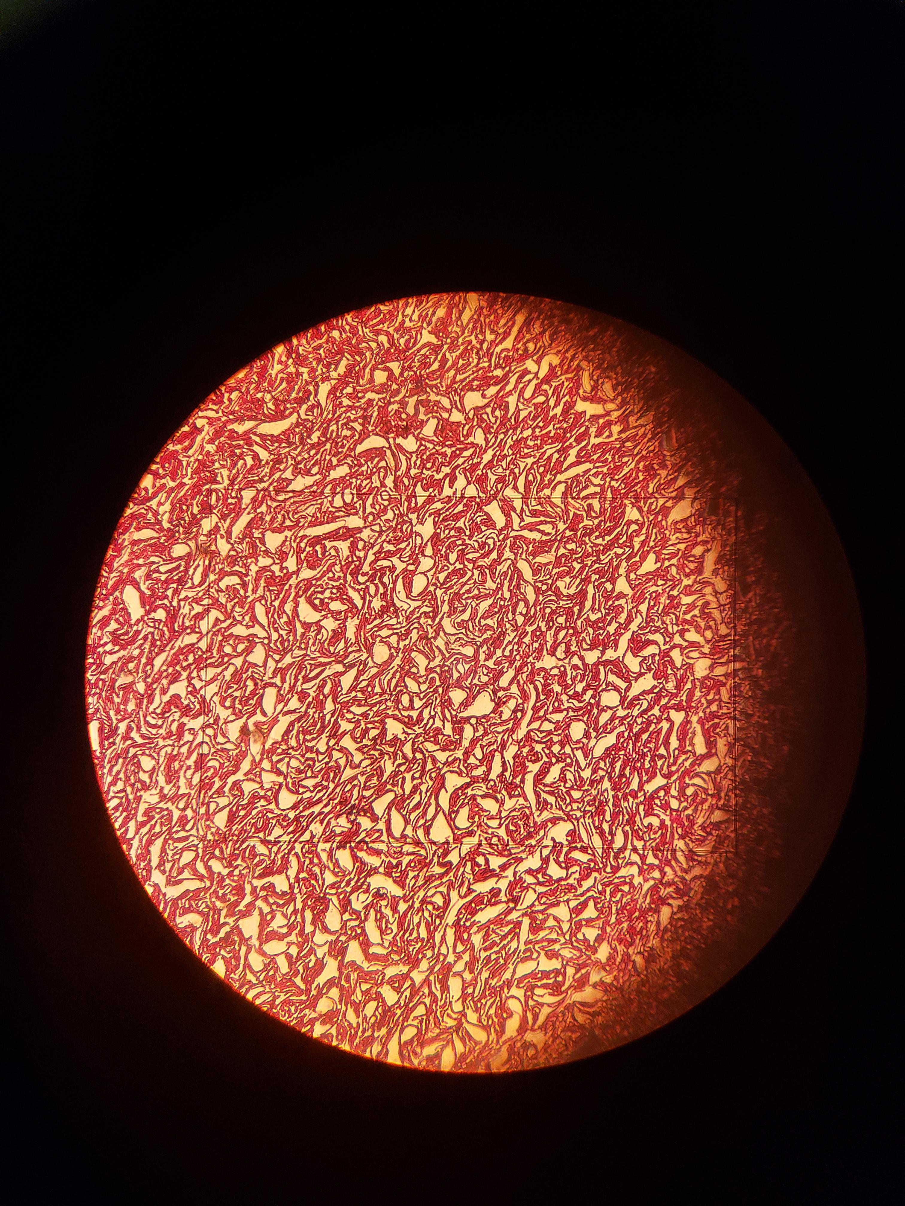 Q9 microscopy_.jpg
