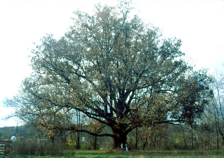 Quercus_alba.jpg