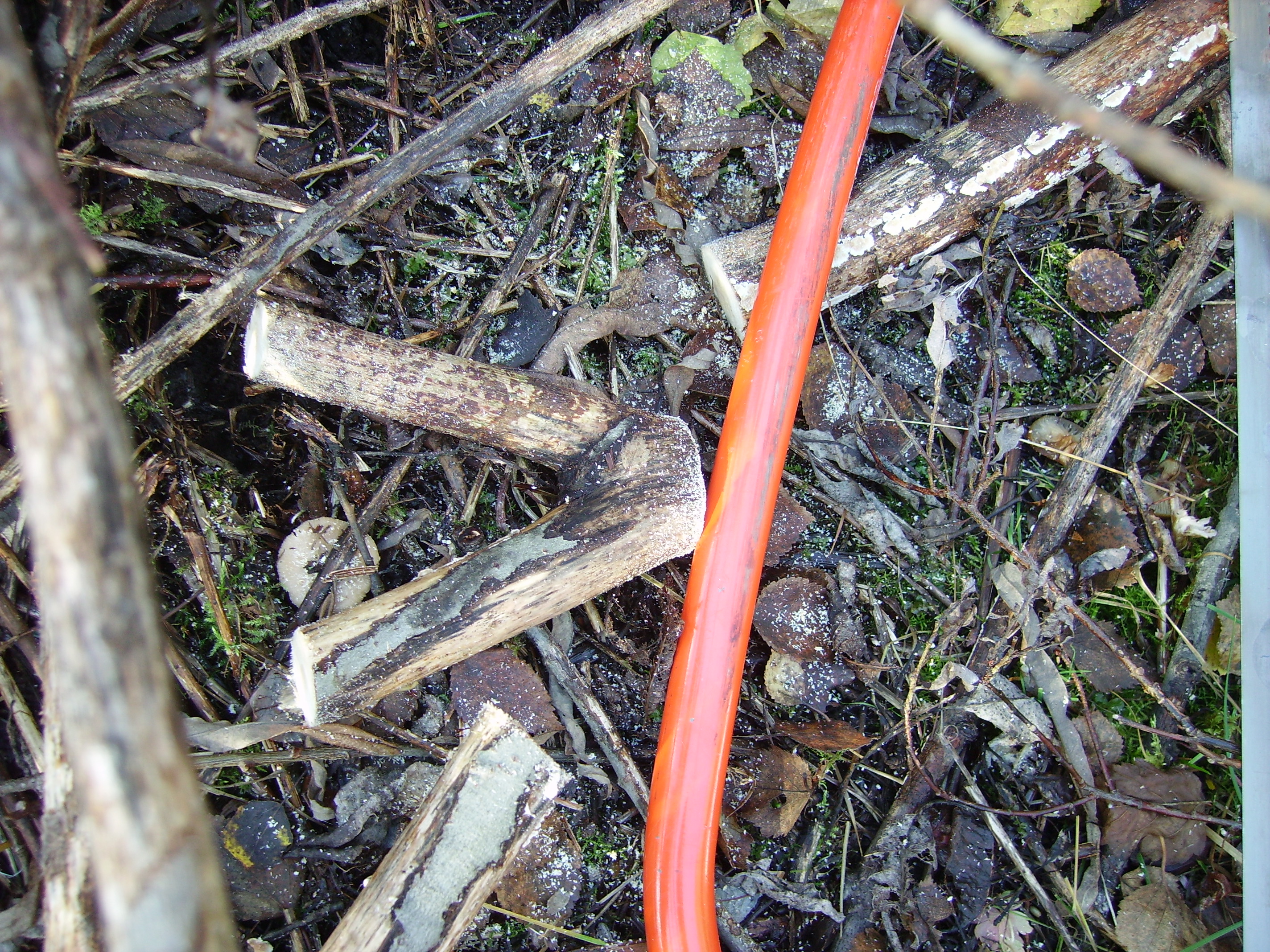 RIMG0936.JPG