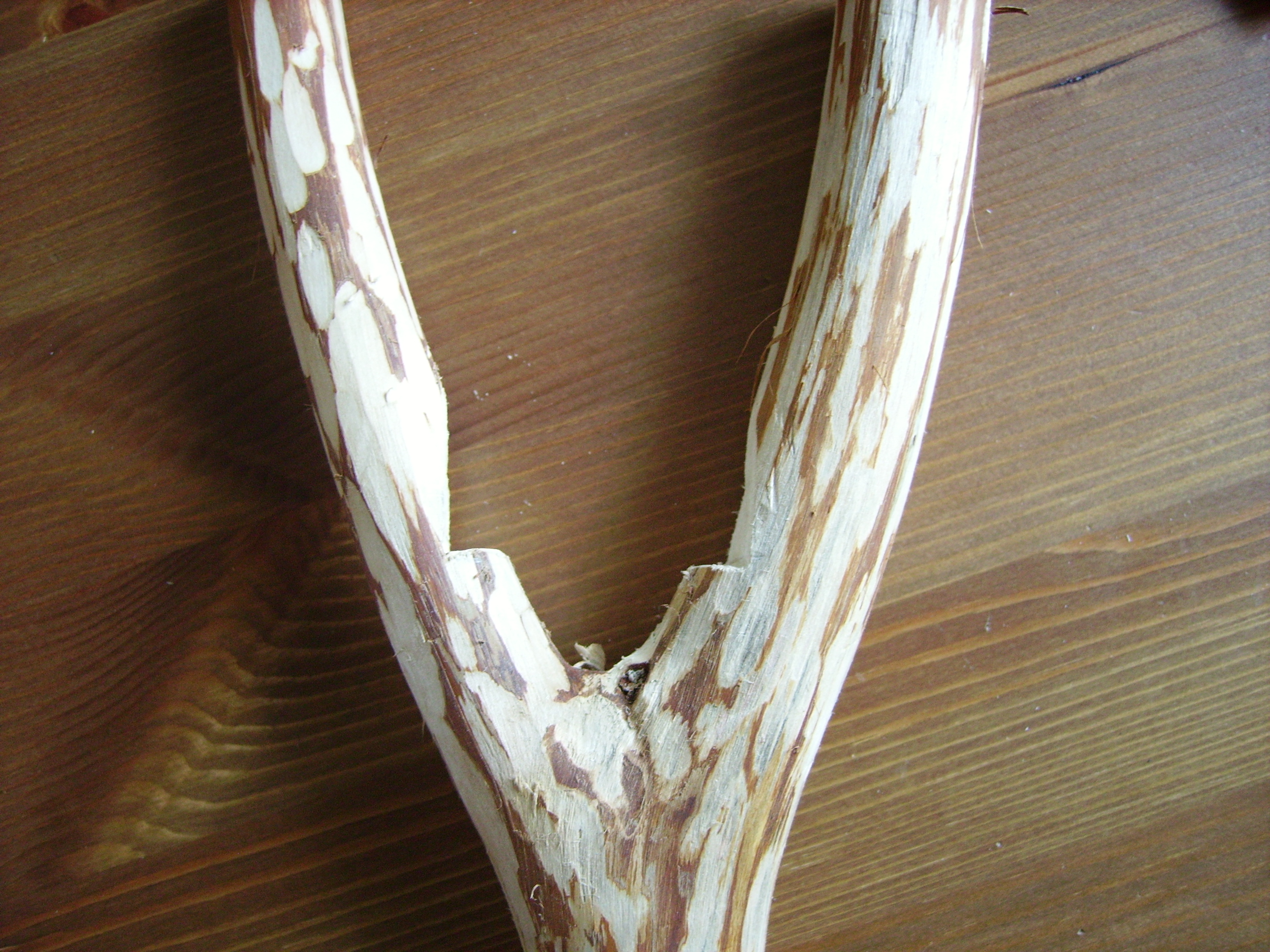 RIMG0982.JPG