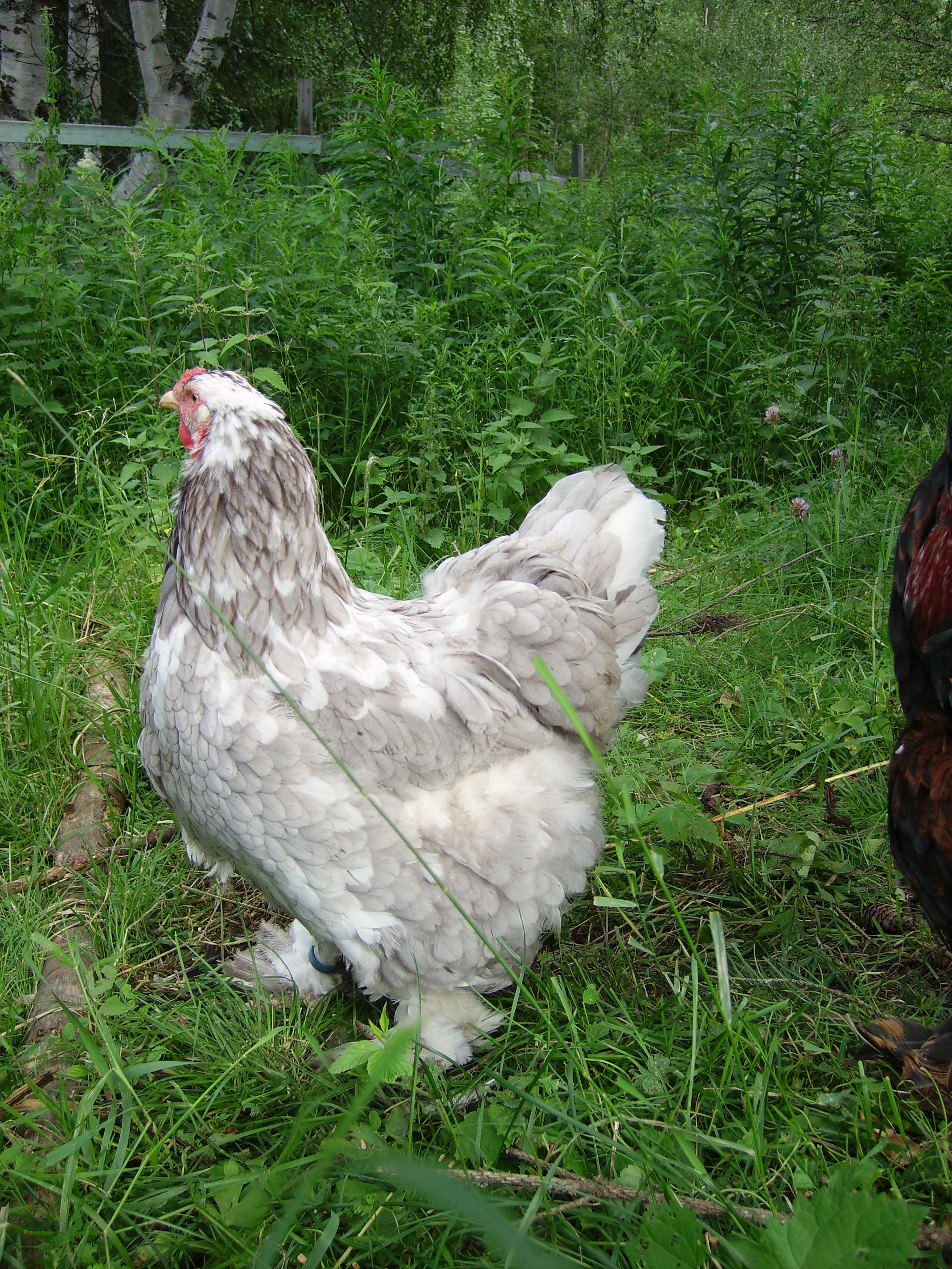 RIMG9456.JPG