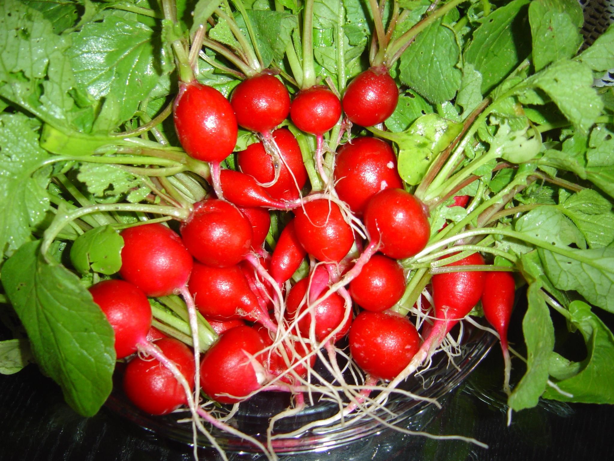 Raphanus_sativus.jpg
