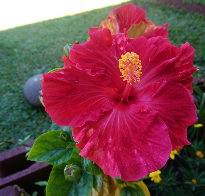 Red  Hibiscus.jpg