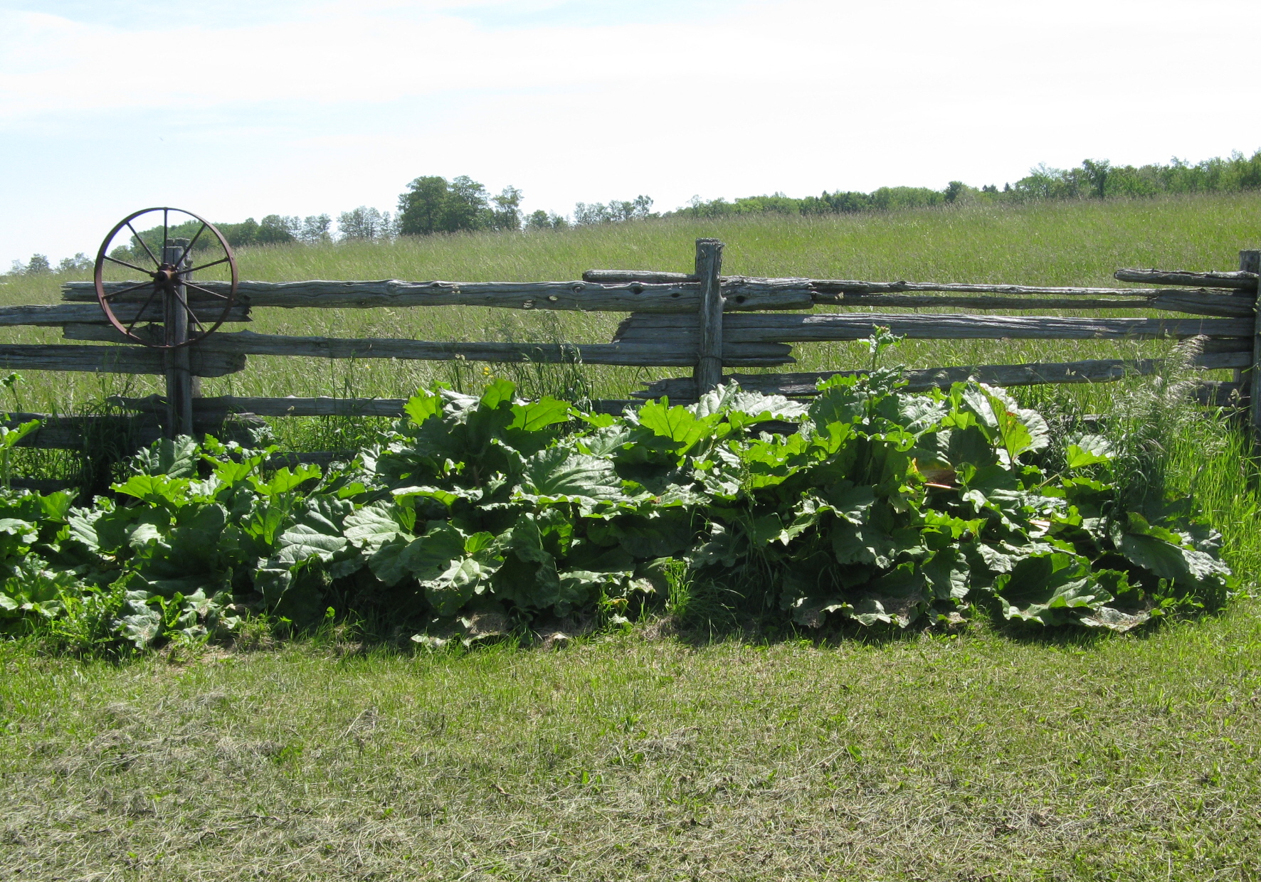 Rhubarb 1.JPG