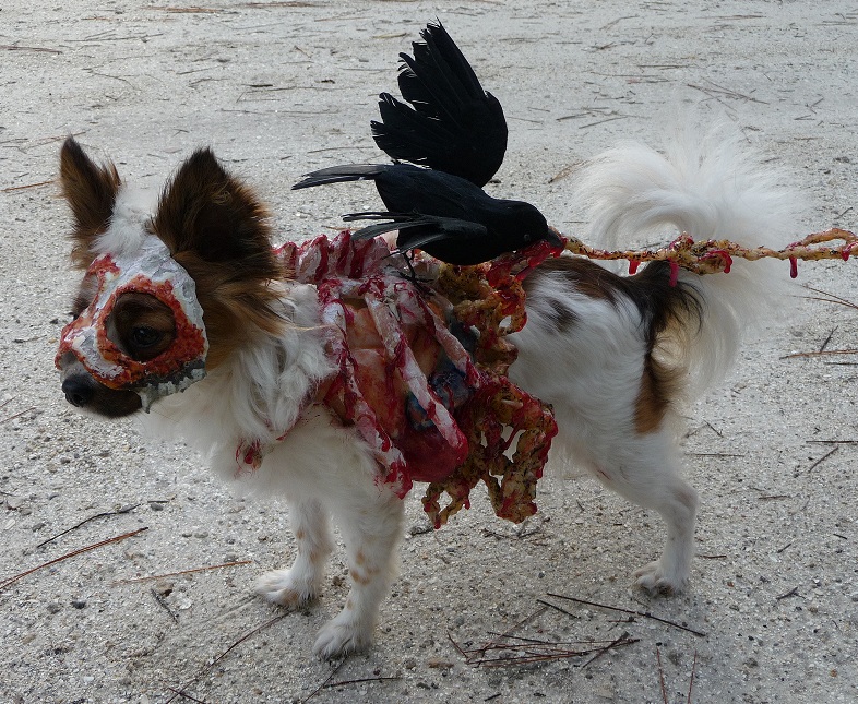 Roadkill Zombie Dog (best closeup of left side).jpg