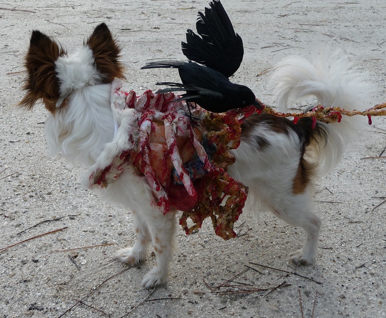 Roadkill Zombie Dog (closeup of left side).jpg