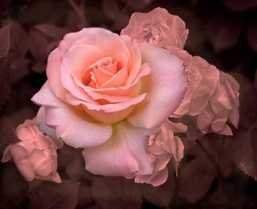 Rosa-chinensis-Jacq1.jpg