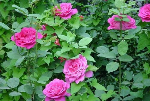 Rosa-chinensis-Jacq2.jpg