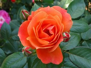 Rosa-chinensis-Jacq3.jpg