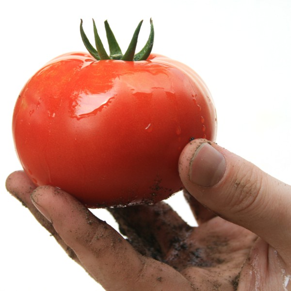 SOModelingTomatoFingerTipsSmall.JPG