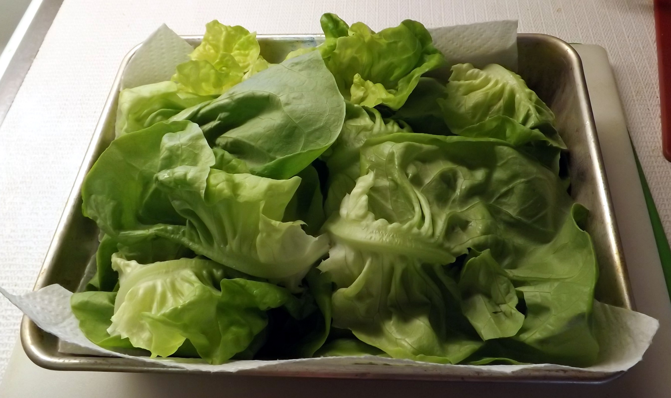 STORING LETTUCE 005.JPG