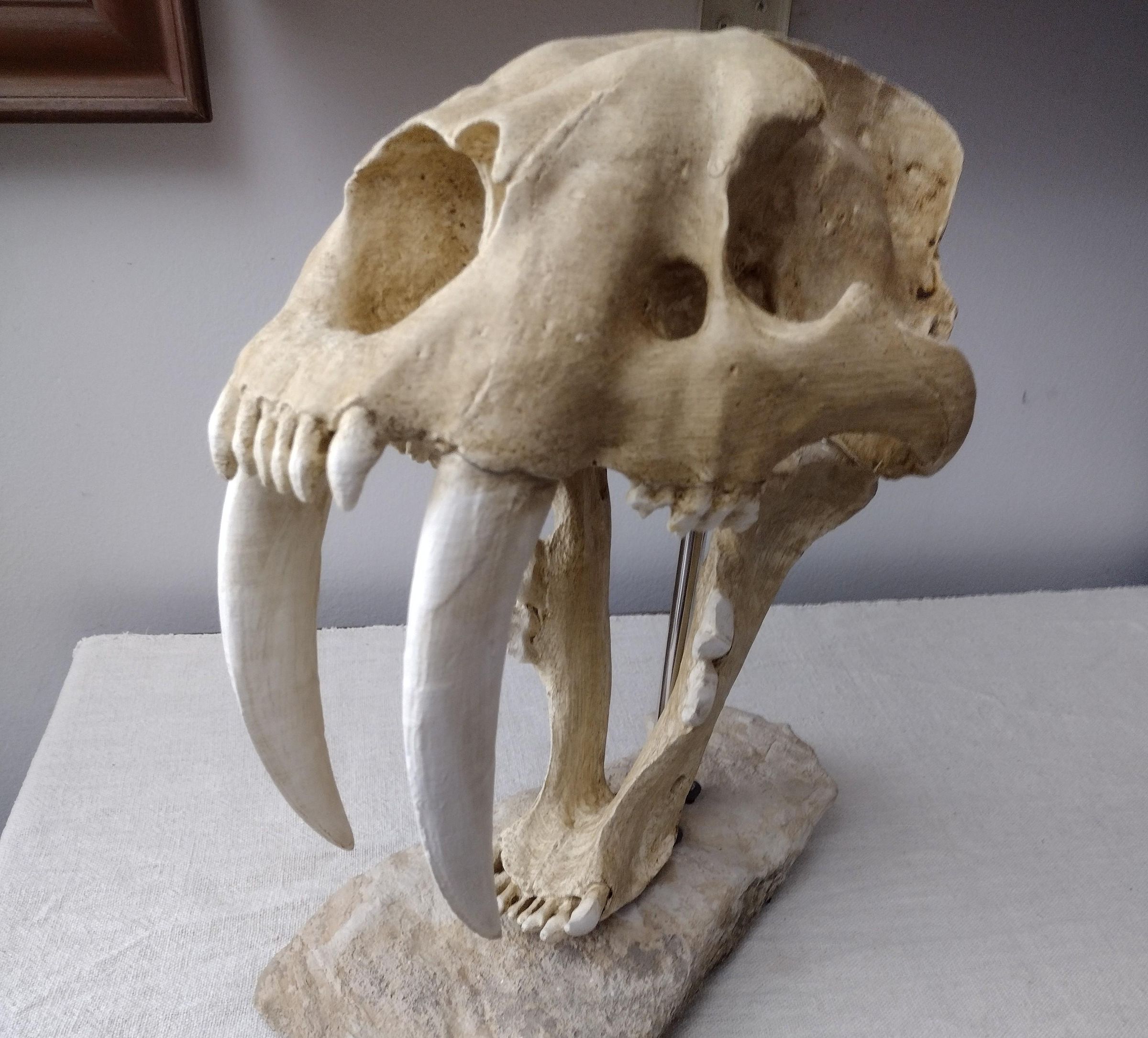 Saber Tooth Cat Smilodon Fatalis~2.jpg